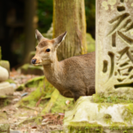 The Best Nara Itinerary
