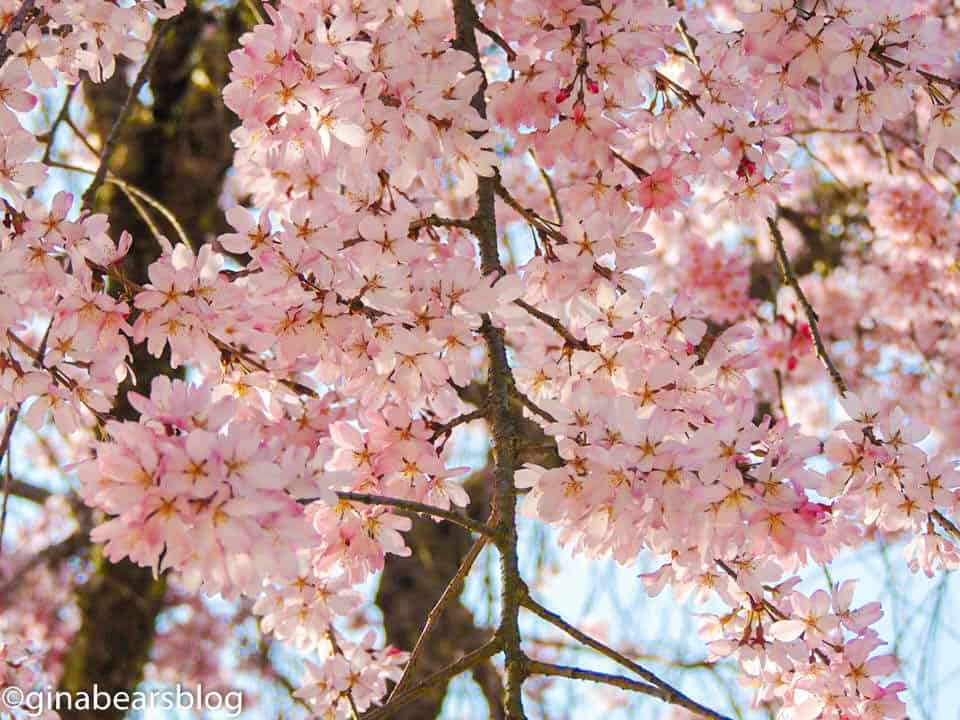 hiroshima cherry blossoms