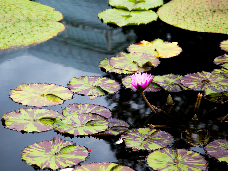 southeast botanical gardens in okinawa