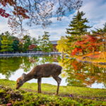 Autumn in Japan: Why Nara is the best place to visit