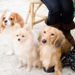 Bau House Dog Cafe: Pet ALL the PUPPIES