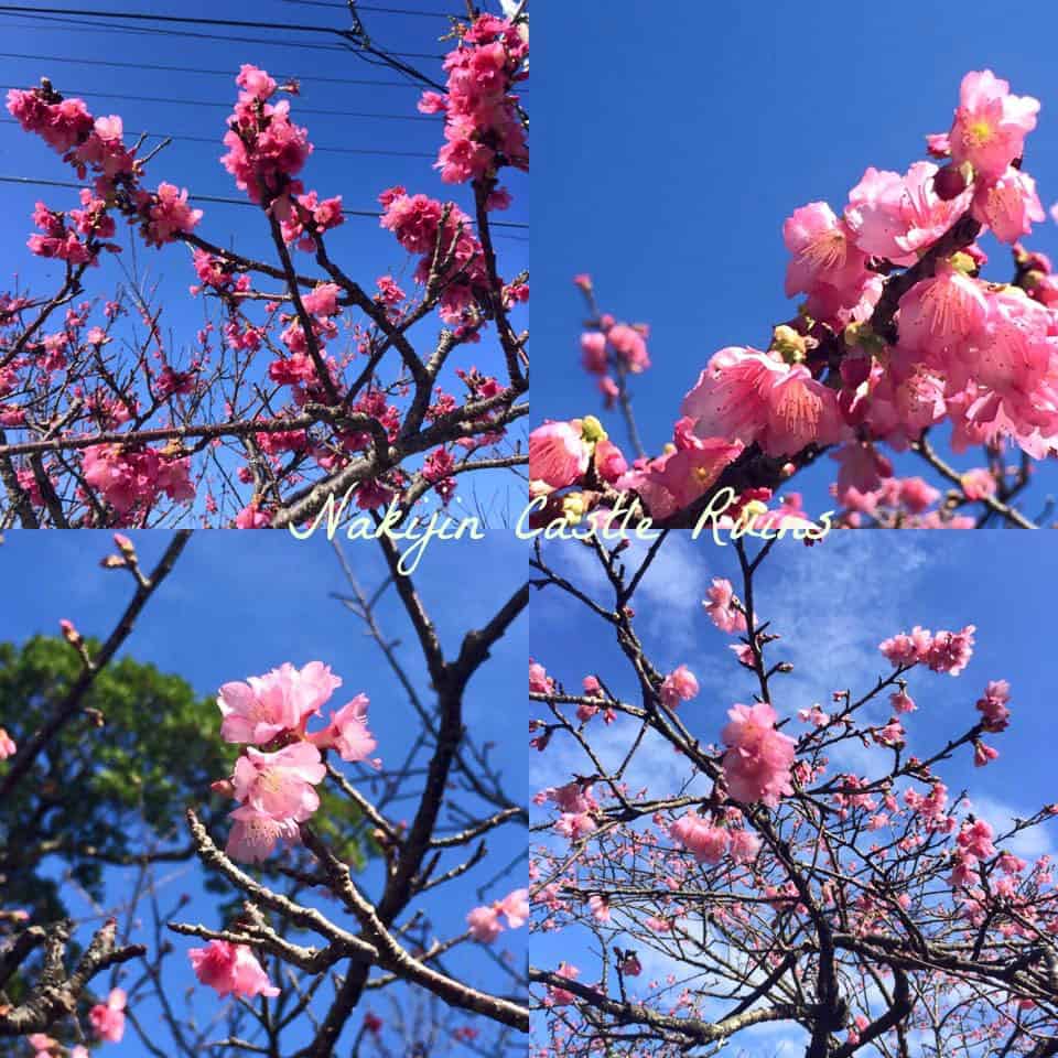 Nakijin blossoms