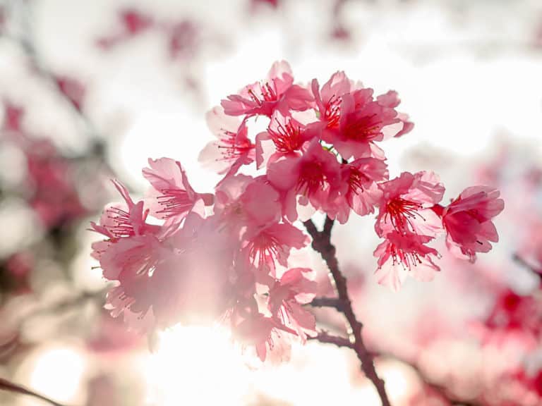 Alluring Sakura Spots in Okinawa - Gina Bear's Blog