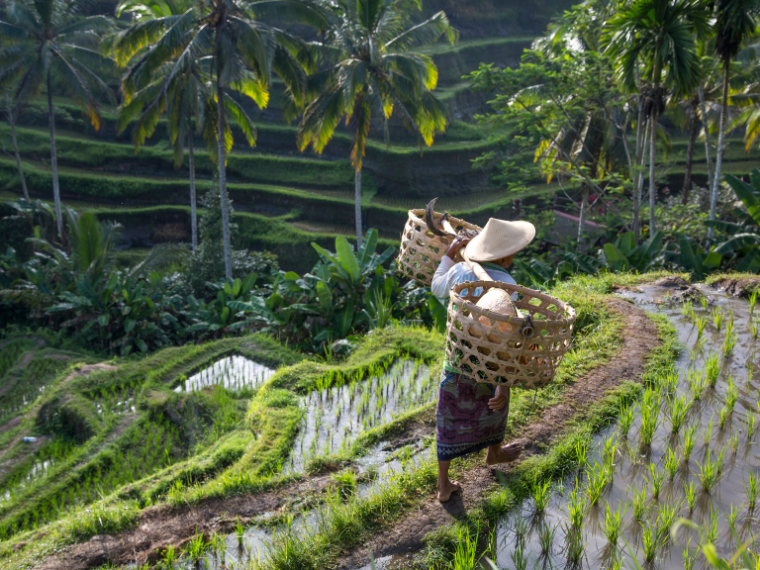 The Perfect Ubud Itinerary - Gina Bear's Blog