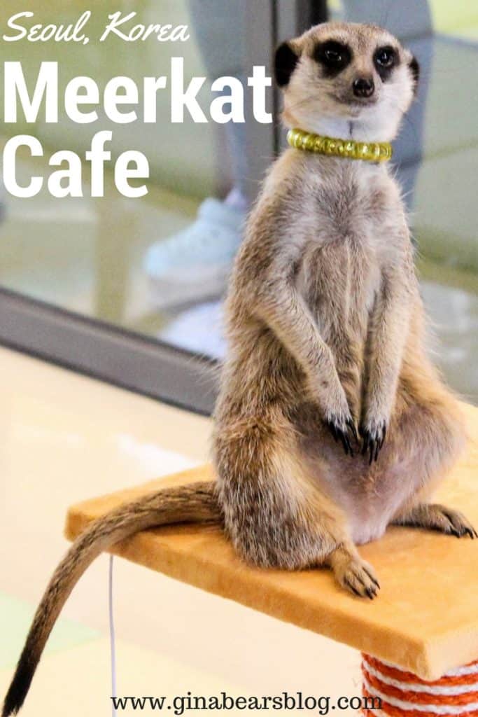 meerkat cafe hongdae