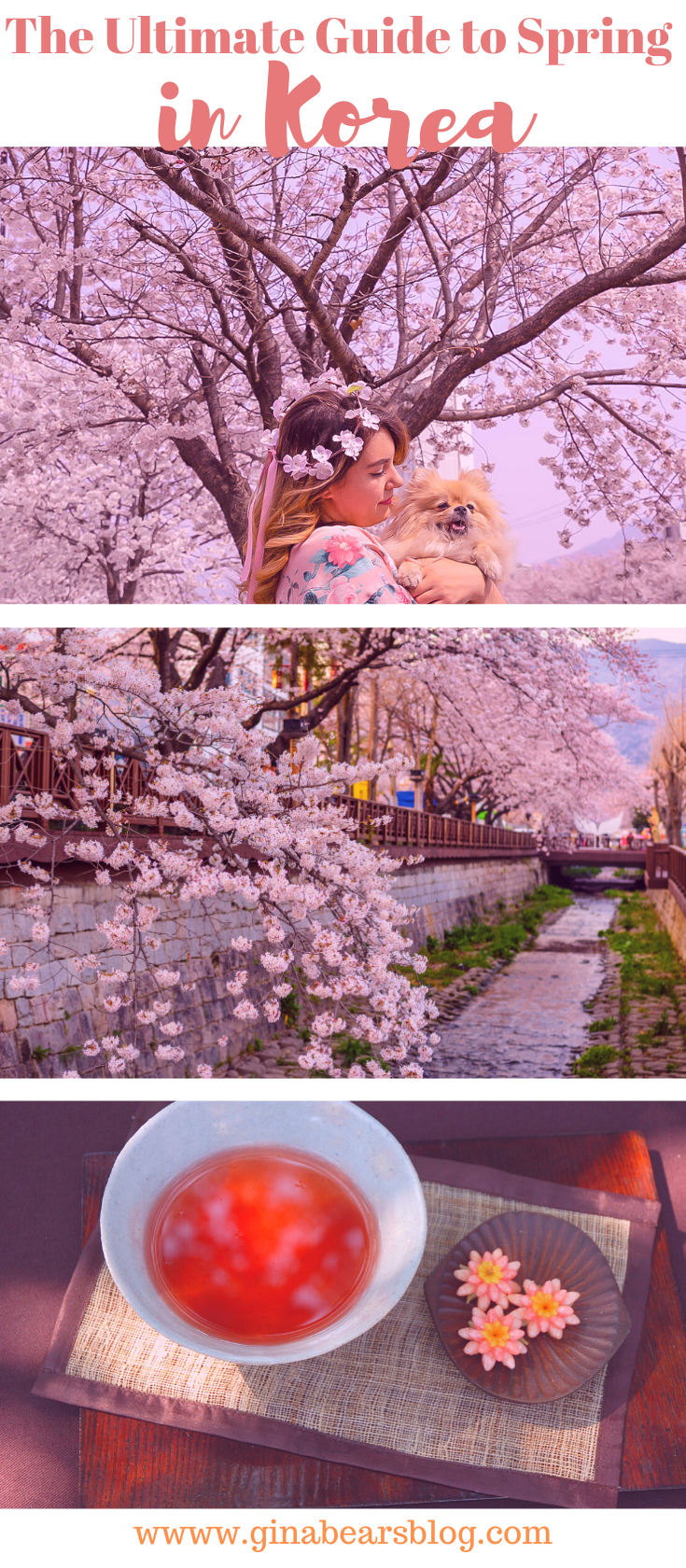 Ultimate-Guide-to-Spring-in-Korea