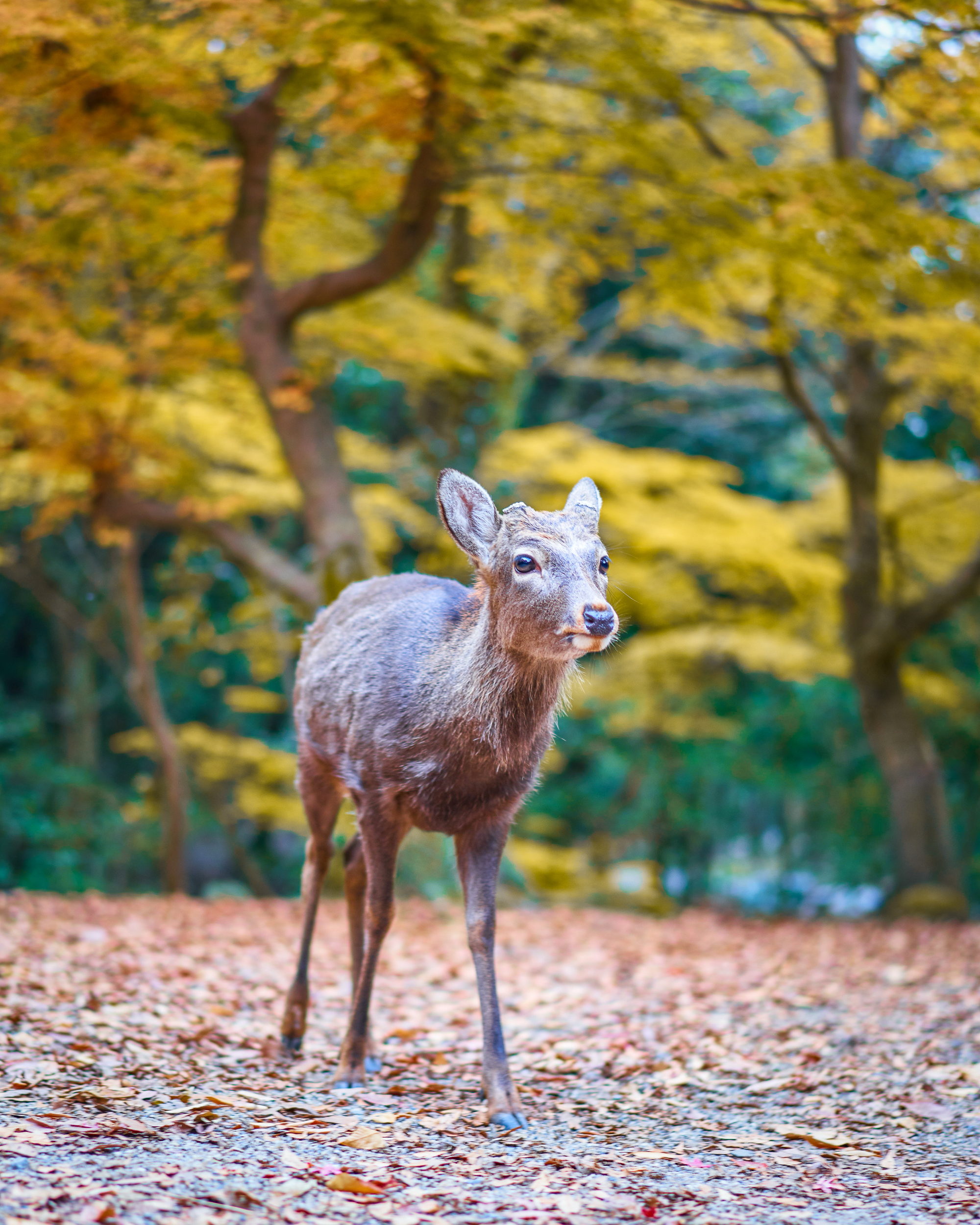 nara-deer-autumn