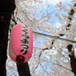 Alluring Sakura Spots in Okinawa