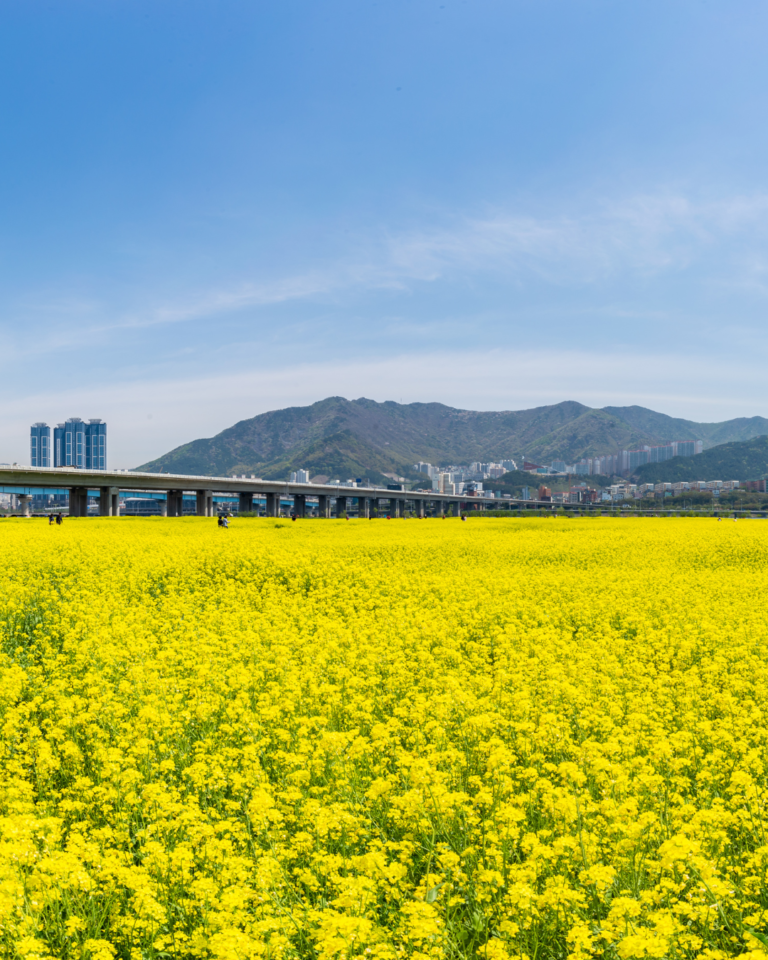 A Guide To The Best Spring in Korea Festivals 2024 Gina Bear's Blog