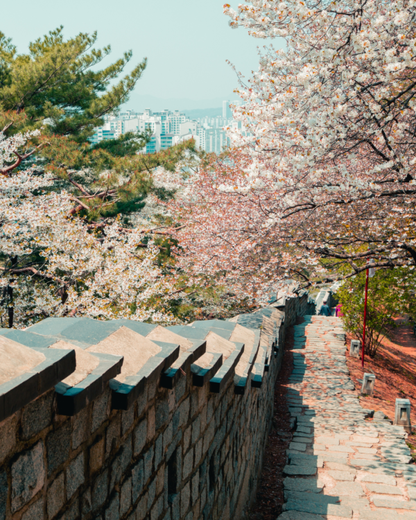 A Guide To The Best Spring in Korea Festivals 2024 Gina Bear's Blog