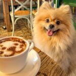 Dog-Friendly Places in Seoul | Pet Friendly Cafes & More