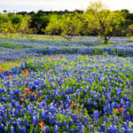 Guide To The Best Day Trips From Austin Texas 2024