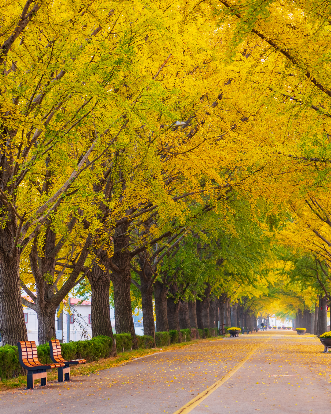 asan ginko tree road korea autumn