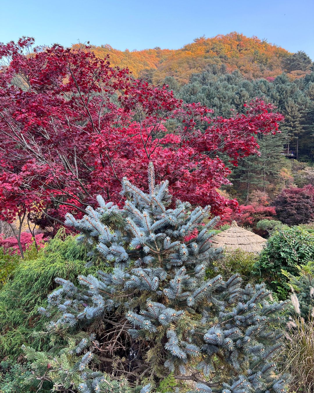autumn season at the garden of the morning calm