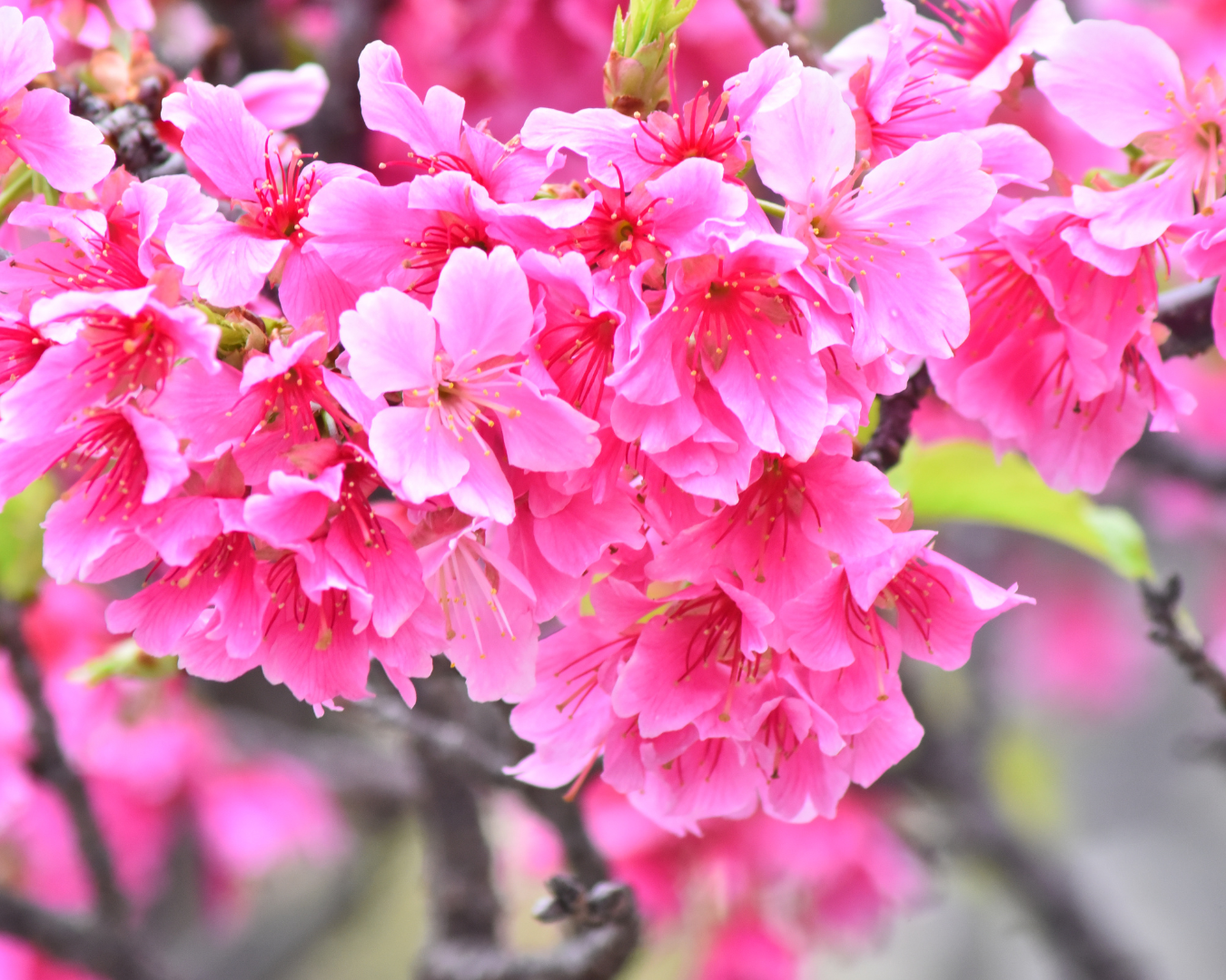 cherry-blossoms-in-okinawa-japan